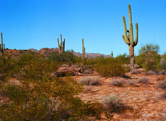 Sonora Desert Arizona