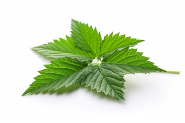 Nettle leaf isolated on white background AI generated