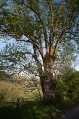 trees in the forest