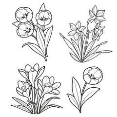 Spring flowers tulips, crocuses and daffodils linear drawing for coloring book isolated on white background