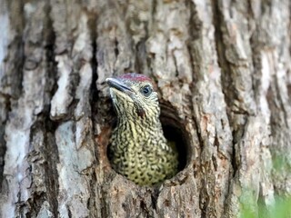 European Green Woodpecker waits in its nest box for food from its parents. (Picus viridis) is a member of the woodpecker family Picidae. Hanover – Leinewiesen, May 31, 2023.