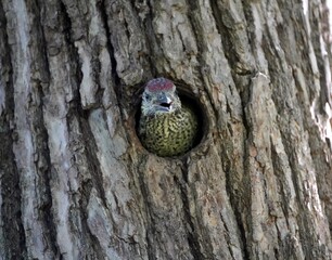European Green Woodpecker waits in its nest box for food from its parents. (Picus viridis) is a...