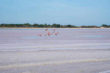 Pink Greater Flamingos birds flying over pink salt marsh near Aigues-Mortes, France. Rose color of water is due to algae called dunaliella salina. Earth nature beauty background. 