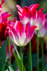 A close up of bright pink and white tulips on a bright sunny day.
