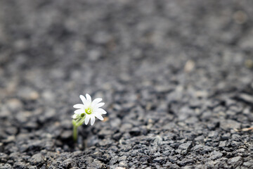 a flower grows from the asphalt