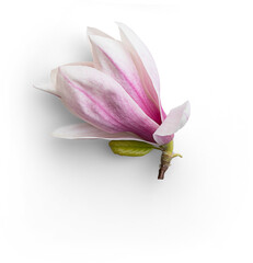 Magnolia Cut - Flatlay © Custom Scene