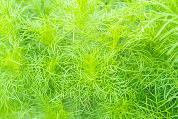 Top view Dog fennel (Eupatorium capillifolium) in the garden
