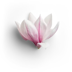 Gardinen Magnolia Head - Flatlay © Custom Scene