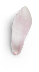 Magnolia Petal