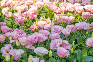 Obraz premium The Blooming pink lisianthus bloom on sunny day.