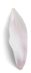 Magnolia Petal