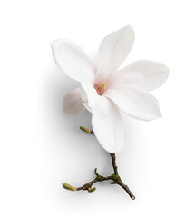 Magnolia with Shortbranch