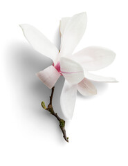 Magnolia with Shortbranch