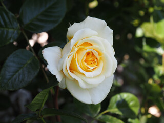 Weiß und gelb blühende Rose