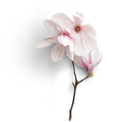 Fototapeta na wymiar Magnolias with Branches