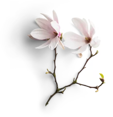 Fototapeten Magnolias with Branches © Custom Scene