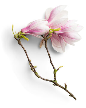 Fototapeta Magnolias with Branches