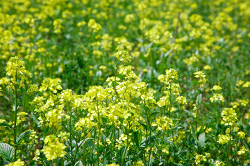 Background of yellow rapeseed or canola flowers. Canola field, blooming canola flowers close-up. Bright yellow rapeseed oil. blooming rapeseed