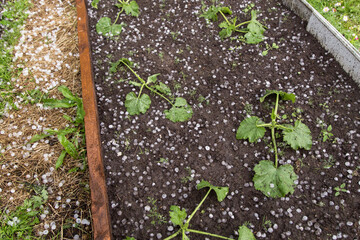 Hail after hailstorm on green plant in garden close up. Ice balls on garden bed after spring summer thunderstorm