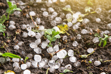 Hail after hailstorm on green little plant, pea sprout in garden close up, macro in sunlight. Ice balls after spring summer thunderstorm