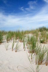 Obraz premium closeup of grass moving sand dune in Slowinski National Park, Leba, northern Poland