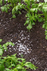 Hail after hailstorm on soil ground in garden. Ice balls after summer thunderstorm on potato plant field