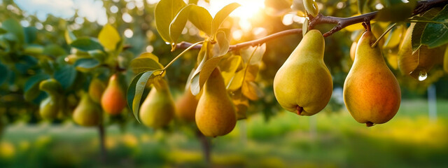 Pear grows on a tree in the harvest garden. Generative Ai,