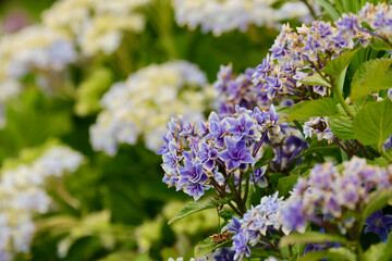 紫陽花の花