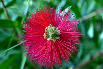 Blüte eines Karminroten Zylinderputzers