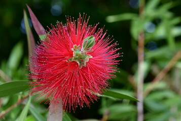 Blüte eines Karminroten Zylinderputzers
