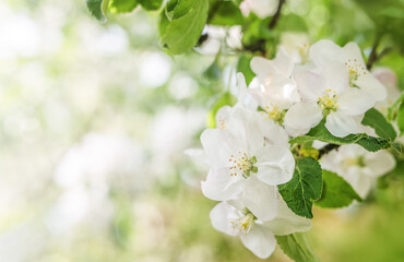 White Apple blossoms flowers, on green nature background