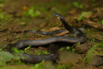 Bodenschlange Atractus auf Steinen mit Kopf in der Luft im Nebelwald Ecuadors