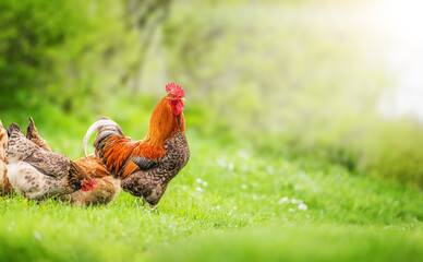 Beautiful Rooster standing on the grass in blurred nature green background