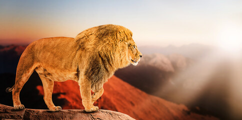 Single lion looking regal standing proudly on a hill, power concept