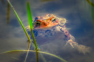 Spring and rising temperatures bring the toads to the pond where they call for a mate.  Toads at Aqua-Terra Wilderness Area in Upstate NY.  Mating calls ring out at the water's edge.  