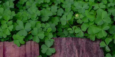 The background of Shamrocks. Clover leaves. Copy space.