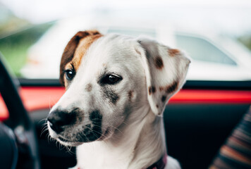 portrait of a jack Russel terrier dog in car