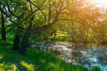 Summer forest landscape - green deciduous oak tree on the bank of the small forest river in summer sunny morning