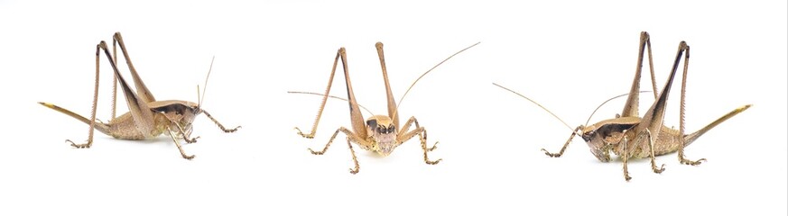 Large female brown katydid. Robust shieldback or shield bearer - Atlanticus gibbosus - Extremely large and thick body long legs and ovipositor. Isolated on white background. three views - obrazy, fototapety, plakaty