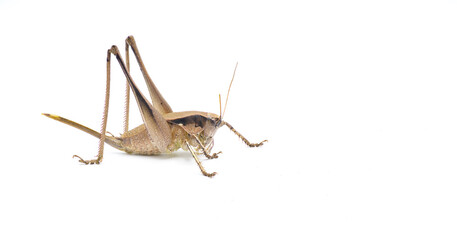 Large female brown katydid. Robust shieldback or shield bearer - Atlanticus gibbosus - Extremely large and thick body long legs and ovipositor. Isolated on white background. Side view with copy space