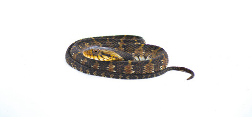harmless non venomous Florida watersnake or banded water snake - Nerodia fasciata - isolated on...