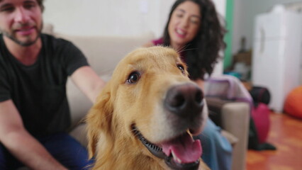 Closeup of Dog being caressed by affectionate owners. Happy Golden Retriever pet with couple