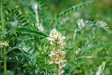 Astragalus close-up. Also called milk vetch, goat's-thorn or vine-like. Spring green background....