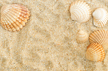 Beautiul seashells on the sand. Beach background. Top view.