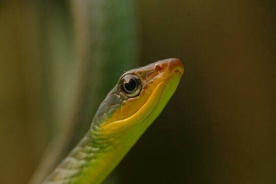 Colubrid-Schlange / Rankenschlange (Chironius monticola) in Nebelwald Ecuadors