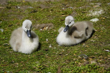 Young Mute Swans (Cygnus olor) Anatidae family. Hanover, Germany, May 29, 2023.