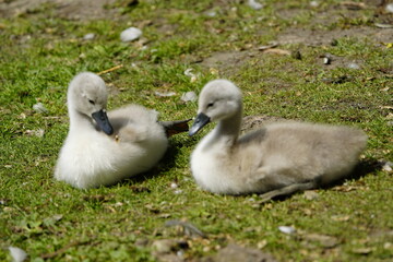 Young Mute Swans (Cygnus olor) Anatidae family. Hanover, Germany, May 29, 2023.