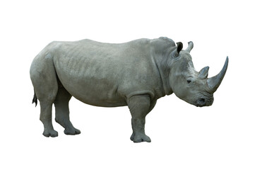 Naklejka premium white rhino isolated on white background