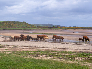 Cows on a beach at Scalpsie Bay, Isle of Bute, Scotland