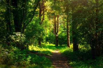 Fototapeta na wymiar Forest landscape in sunny weather - forest trees and narrow path lit by sunset light